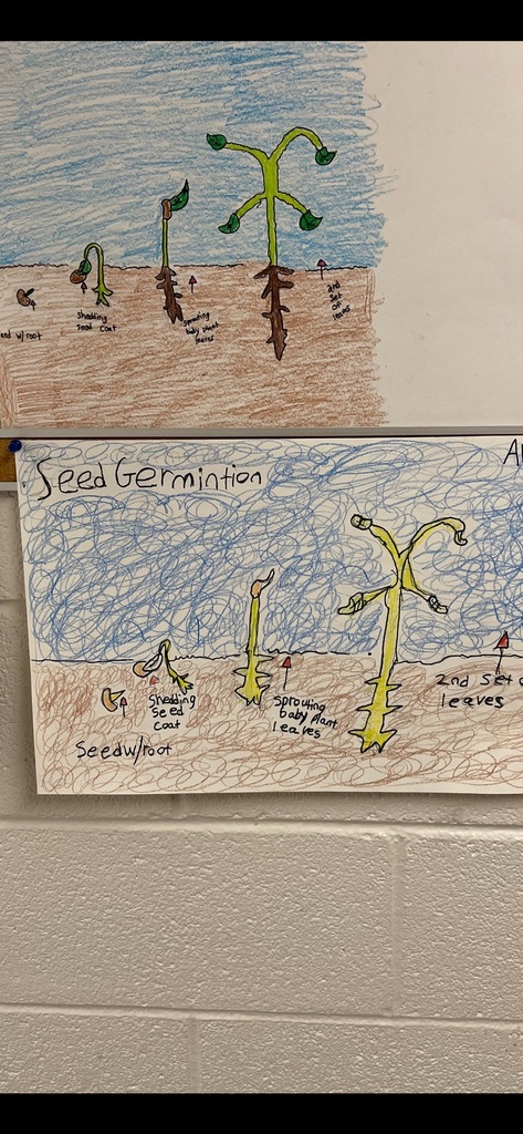 6th grade seed germination 